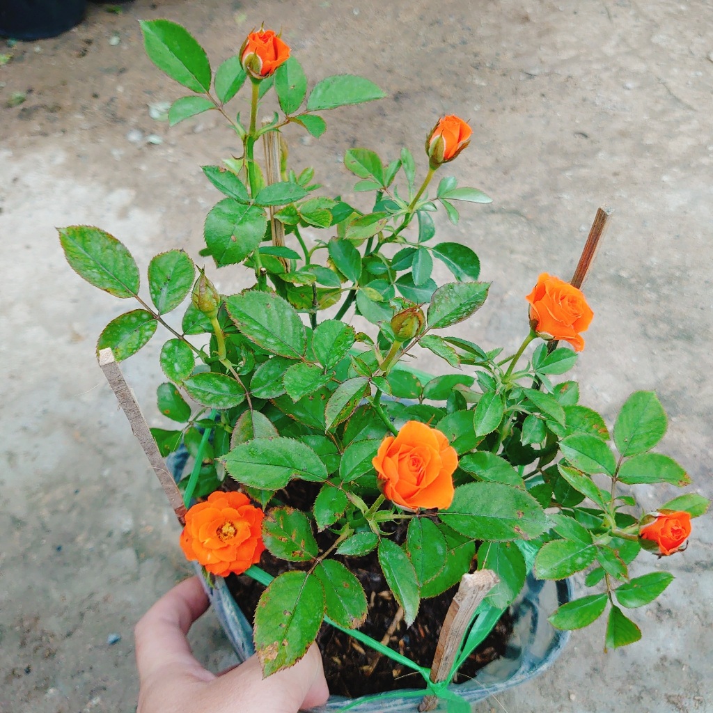 Hoa Hồng Tezza Cam - cây siêng hoa màu sắc đẹp rực rỡ