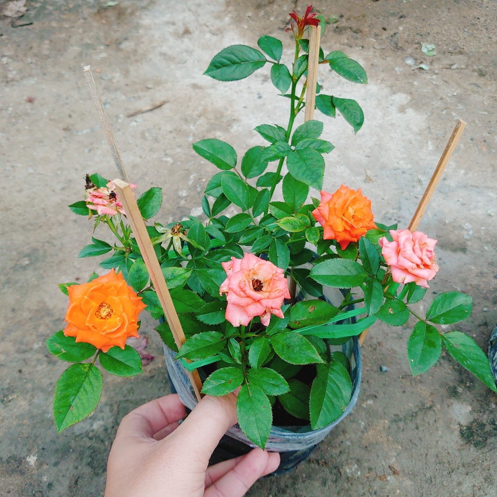 Hoa Hồng Tezza Cam - cây siêng hoa màu sắc đẹp rực rỡ