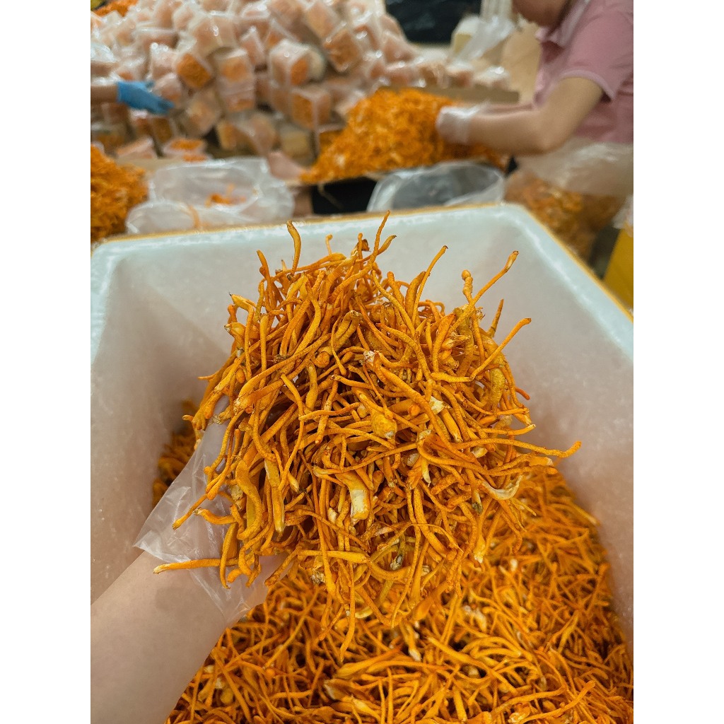 Hũ 10 Gram Đông Trùng Hạ Thảo Loại 1 Sấy Thăng Hoa  - Yến Sào Phạm Gia