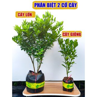 Cây Tắc Bánh Xe THIỆN FARM quả to, vị chua thơm mát, làm nước chấm, giải khát, trồng chậu