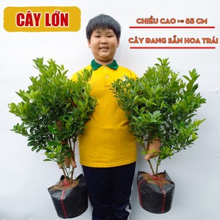 Cây Tắc Bánh Xe THIỆN FARM quả to, vị chua thơm mát, làm nước chấm, giải khát, trồng chậu