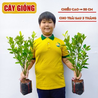Cây Tắc Bánh Xe THIỆN FARM quả to, vị chua thơm mát, làm nước chấm, giải khát, trồng chậu