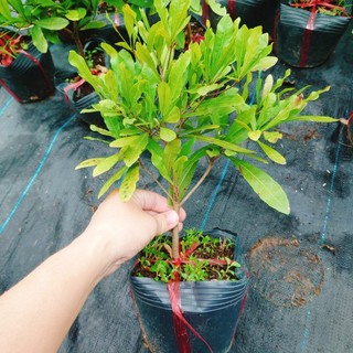 Cây thần kỳ - cây cảnh đẹp - có chức năng làm thay đổi vị giác