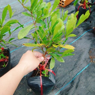 Cây thần kỳ - cây cảnh đẹp - có chức năng làm thay đổi vị giác