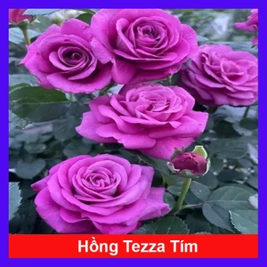 Hoa Hồng Tezza Tím - cây cảnh đẹp trồng sân vườn trang trí nhà cửa