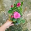 Hoa Hồng Tezza Tím - cây cảnh đẹp trồng sân vườn trang trí nhà cửa
