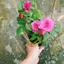 Hoa Hồng Tezza Tím - cây cảnh đẹp trồng sân vườn trang trí nhà cửa