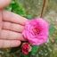 Hoa Hồng Tezza Tím - cây cảnh đẹp trồng sân vườn trang trí nhà cửa