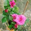 Hoa Hồng Tezza Tím - cây cảnh đẹp trồng sân vườn trang trí nhà cửa