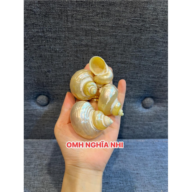 VỎ ỐC RỖNG XÀ CỪ TRẮNG ĐẸP ĐỘC ĐÁO CHO ỐC MƯỢN HỒN | Shopee Việt Nam