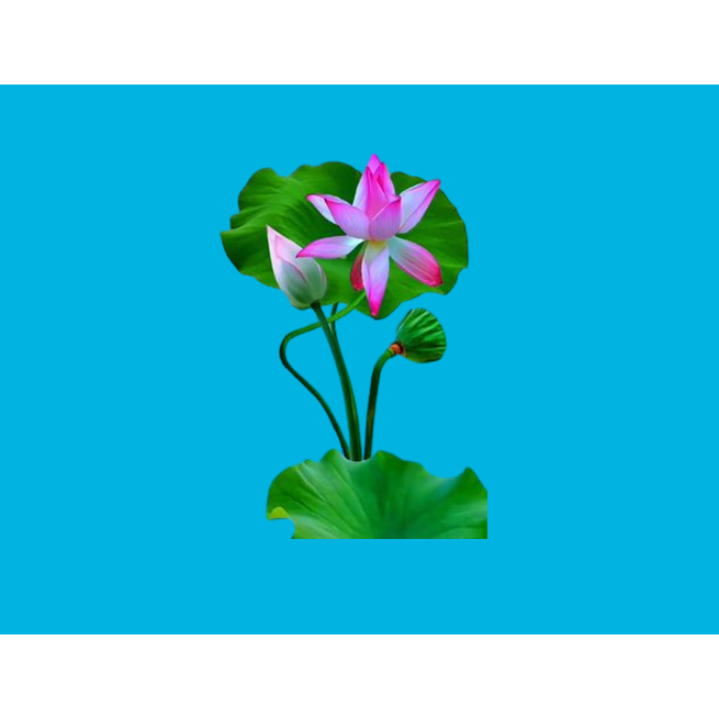 HÌNH ỦI ÁO-HÌNH HOA SEN ủi áo trực tiếp bằng bàn ủi ÁO ĐẸP -Hình in chuyển nhiệt -Gía Khuyến Mãi-THOTRANG.OFFICAL-LUCK