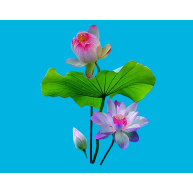 HÌNH ỦI ÁO-HÌNH HOA SEN ủi áo trực tiếp bằng bàn ủi ÁO ĐẸP -Hình in chuyển nhiệt -Gía Khuyến Mãi-THOTRANG.OFFICAL-LUCK