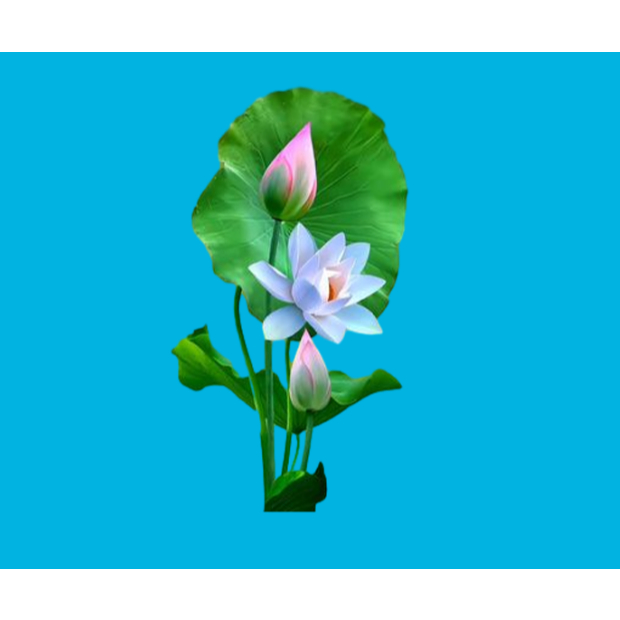 HÌNH ỦI ÁO-HÌNH HOA SEN ủi áo trực tiếp bằng bàn ủi ÁO ĐẸP -Hình in chuyển nhiệt -Gía Khuyến Mãi-THOTRANG.OFFICAL-LUCK
