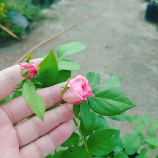 Hoa hồng ngoại carey nguyên bản bông to siêu thơm - cây cảnh đẹp trồng sân vườn