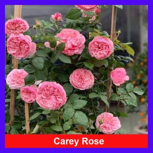 Hoa hồng ngoại carey nguyên bản bông to siêu thơm - cây cảnh đẹp trồng sân vườn