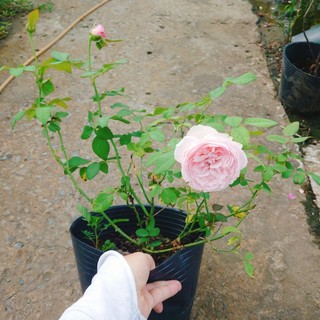 Hoa hồng ngoại carey nguyên bản bông to siêu thơm - cây cảnh đẹp trồng sân vườn