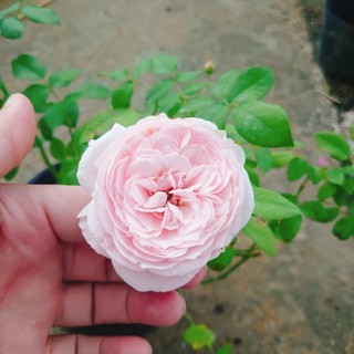 Hoa hồng ngoại carey nguyên bản bông to siêu thơm - cây cảnh đẹp trồng sân vườn