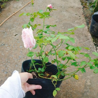 Hoa hồng ngoại carey nguyên bản bông to siêu thơm - cây cảnh đẹp trồng sân vườn