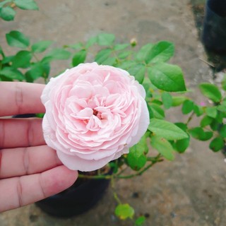 Hoa hồng ngoại carey nguyên bản bông to siêu thơm - cây cảnh đẹp trồng sân vườn