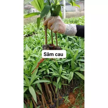 Cây Giống Sâm Cau ( Cau đỏ )