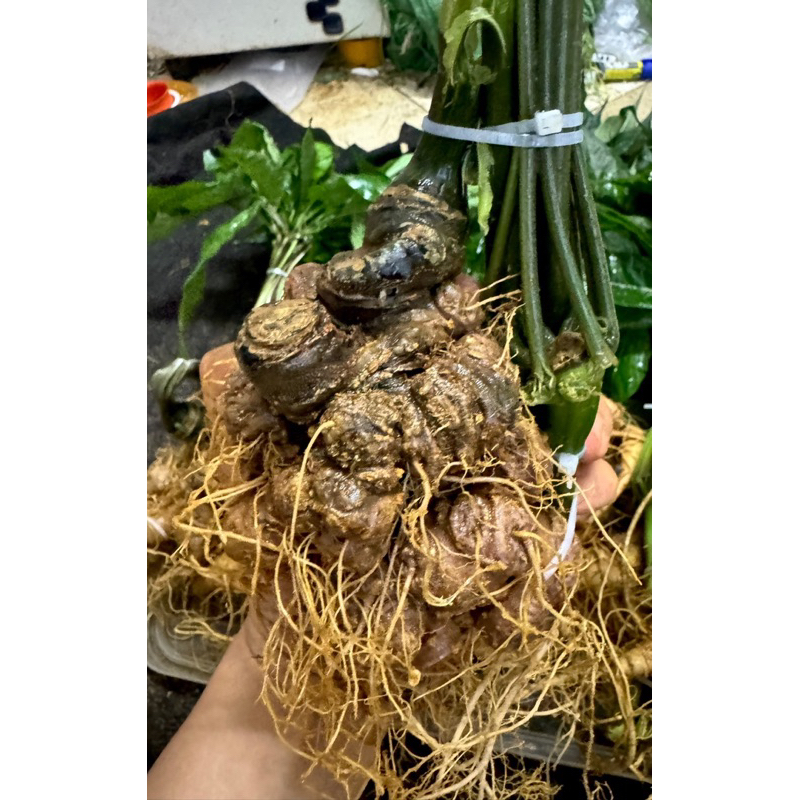Sâm Lai Châu(Sâm Ngọc Linh) size 2-16củ 1Kg Vùi rừng lâu năm già tím thơm phức, đậm vị dược chất cao