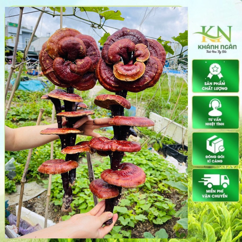 Nấm linh chi đỏ (Phôi nấm ngâm riệu)- Giúp tăng cường sức khoẻ, hành khí, hoạt huyết