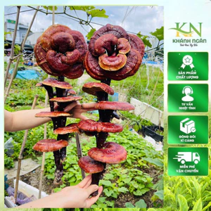 Nấm linh chi đỏ (Phôi nấm ngâm riệu)- Giúp tăng cường sức khoẻ, hành khí, hoạt huyết