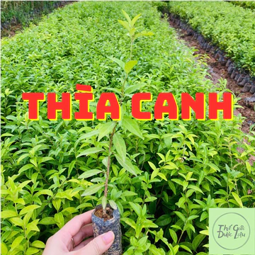 Cây Thìa Canh lá , Dây Thìa Canh lá To, Lá Nhỏ. cây giống mua 5 tặng 1 - Thế Giới Dược Liệu