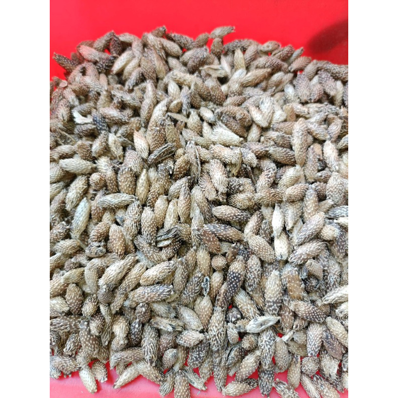 500GR Ké Đầu Ngựa ( Thương Nhĩ Tử ) Khô, Sạch, Đẹp Loại 1