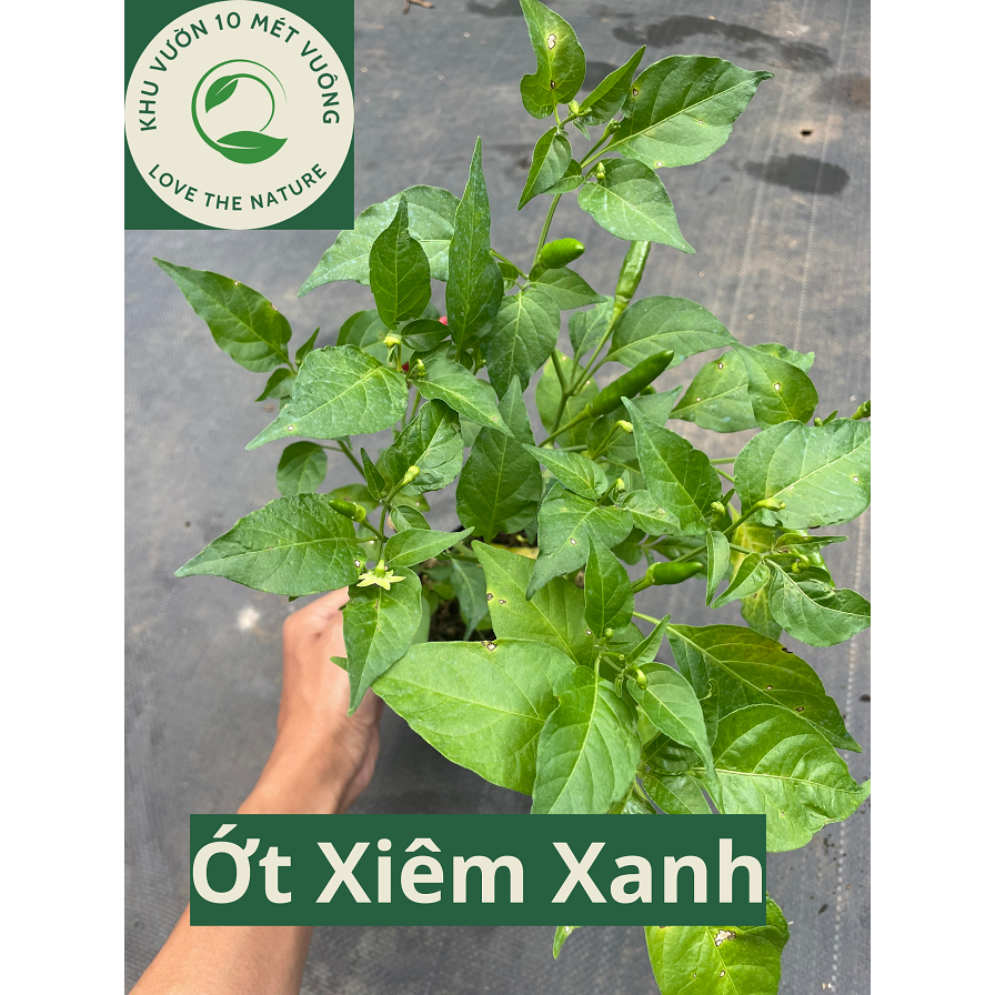 Cây giống ớt xiêm xanh ( ớt sim, ớt hiểm ) - ớt chim ăn - ớt rừng tây ...