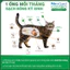 NexGard COMBO - Ống nhỏ gáy phòng & trị nội, ngoại ký sinh trùng dành cho Mèo - 1 hộp 3 ống