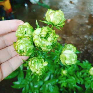 Hoa hồng xanh - Jane Green Rose - vô cùng sai hoa Biểu tượng cho tình yêu bất diệt
