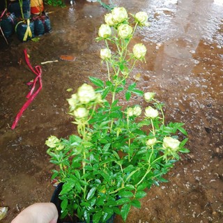 Hoa hồng xanh - Jane Green Rose - vô cùng sai hoa Biểu tượng cho tình yêu bất diệt