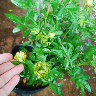 Hoa hồng xanh - Jane Green Rose - vô cùng sai hoa Biểu tượng cho tình yêu bất diệt