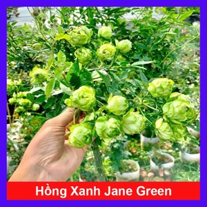 Hoa hồng xanh - Jane Green Rose - vô cùng sai hoa Biểu tượng cho tình yêu bất diệt