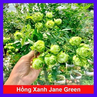 Hoa hồng xanh - Jane Green Rose - vô cùng sai hoa Biểu tượng cho tình yêu bất diệt