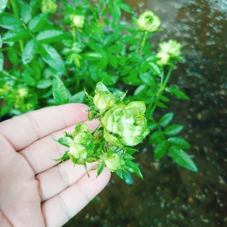 Hoa hồng xanh - Jane Green Rose - vô cùng sai hoa Biểu tượng cho tình yêu bất diệt