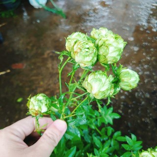 Hoa hồng xanh - Jane Green Rose - vô cùng sai hoa Biểu tượng cho tình yêu bất diệt
