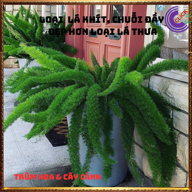 Chậu Cây Tùng Đuôi Chồn Để Bàn Cây Đuôi Cáo Cây Phát Tài Sung Túc⏰Hoa Mười Giờ Bonsai & Phụ Kiện