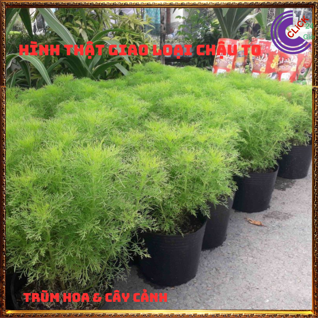 Cây Tùng Nam Mỹ 🌹 Hoa Mười Giờ Bonsai & Phụ Kiện