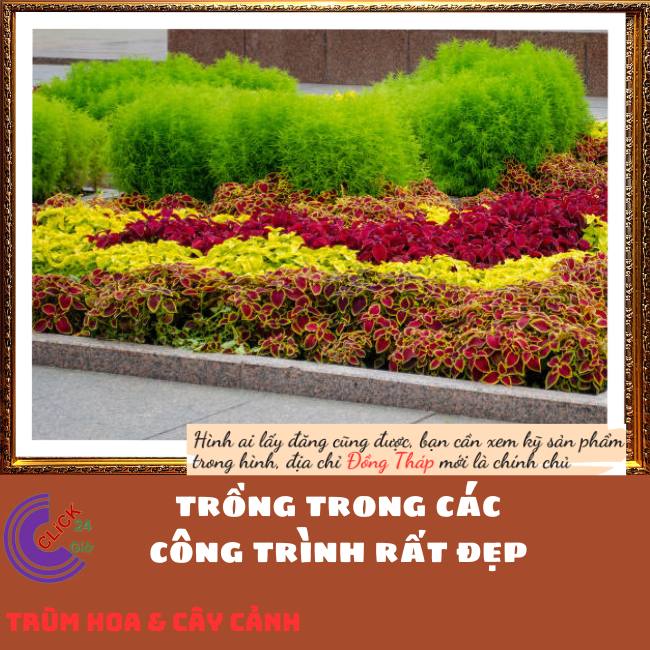 Cây Tùng Nam Mỹ 🌹 Hoa Mười Giờ Bonsai & Phụ Kiện