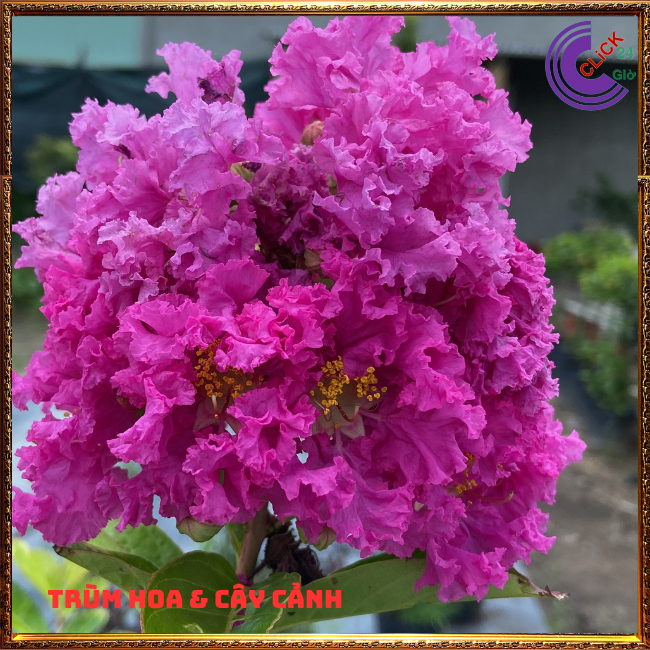 Cây Hoa Bằng lăng kép thái siêu bông màu hồng đỏ hoa to siêu đẹp ⏰ Hoa Mười Giờ Bonsai & Phụ Kiện