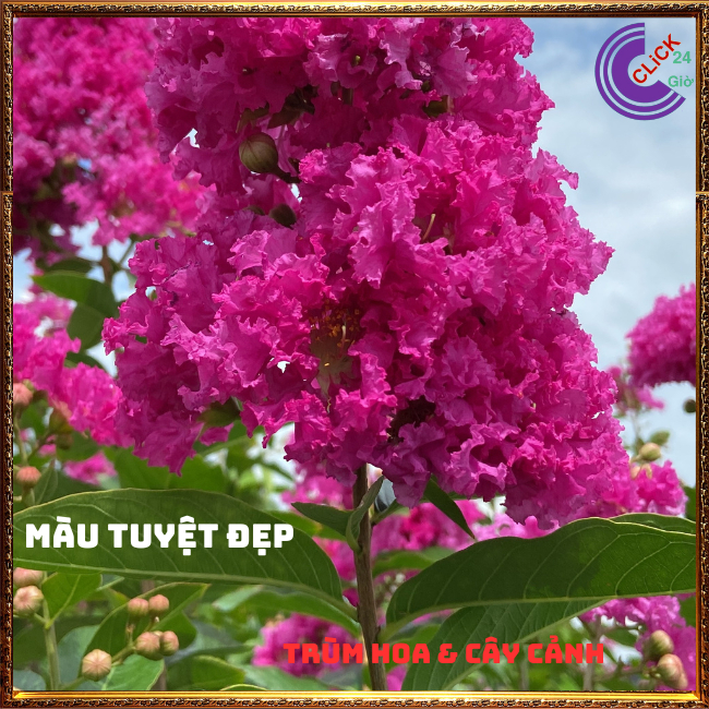 Cây Hoa Bằng lăng kép thái siêu bông màu hồng đỏ hoa to siêu đẹp ⏰ Hoa Mười Giờ Bonsai & Phụ Kiện