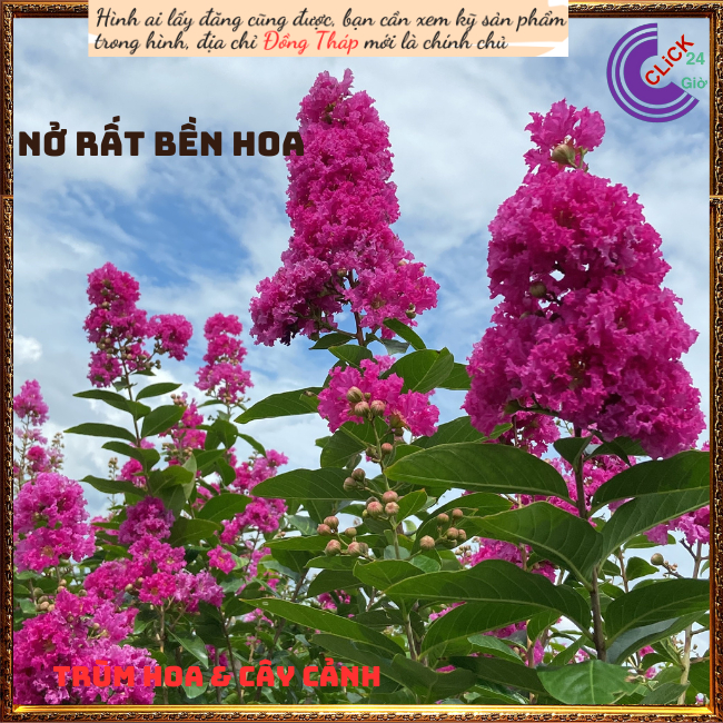 Cây Hoa Bằng lăng kép thái siêu bông màu hồng đỏ hoa to siêu đẹp ⏰ Hoa Mười Giờ Bonsai & Phụ Kiện