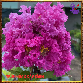 Cây Hoa Bằng lăng kép thái siêu bông màu hồng đỏ hoa to siêu đẹp 🕰 Yêu Nhà Yêu Hoa