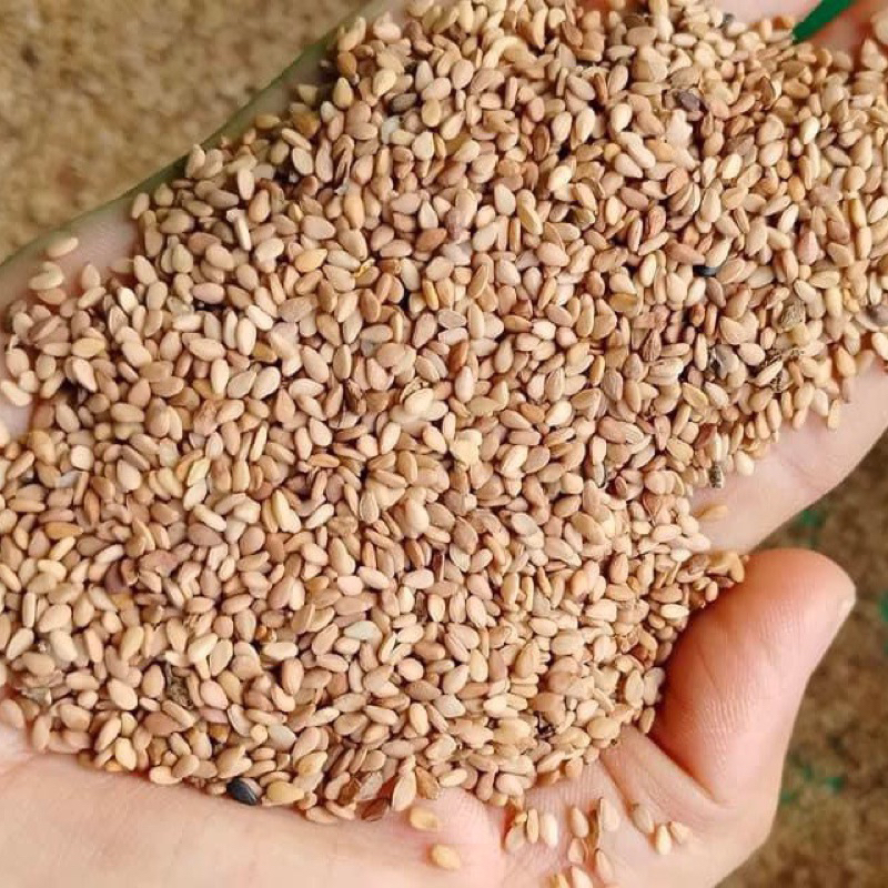 VỪNG VÀNG CÓ VỎ