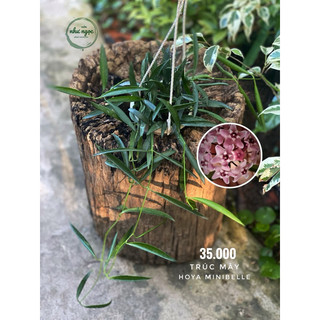Chậu treo mini Hoya Minibelle (Trúc mây) - không có hoa sẵn - Decor đẹp, dễ chăm sóc - |Vườn Như Ngọc|