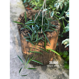 Chậu treo mini Hoya Minibelle (Trúc mây) - không có hoa sẵn - Decor đẹp, dễ chăm sóc - |Vườn Như Ngọc|