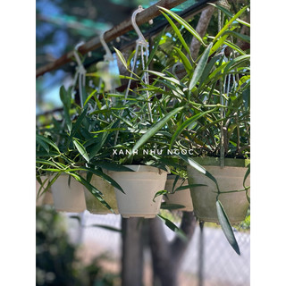 Chậu treo mini Hoya Minibelle (Trúc mây) - không có hoa sẵn - Decor đẹp, dễ chăm sóc - |Vườn Như Ngọc|