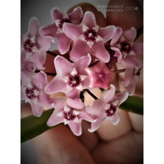 Chậu treo mini Hoya Minibelle (Trúc mây) - không có hoa sẵn - Decor đẹp, dễ chăm sóc - |Vườn Như Ngọc|